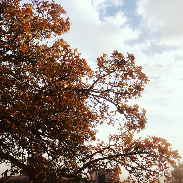 Fading colors. Winter.