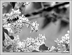 Blossom In Black And White.