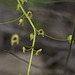 Drosera menziesii DC Pink  Rain bow