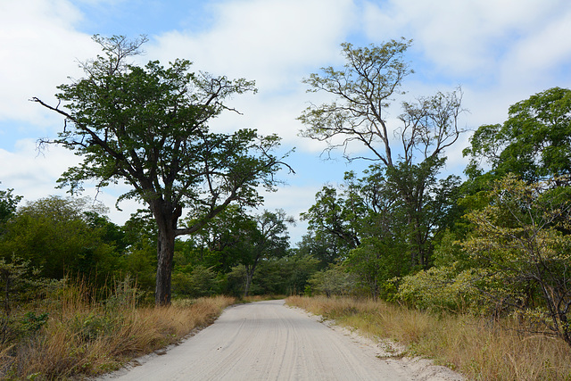 Zimbabwe, Road in Hwange National Park