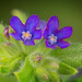 Die Echte Ochsenzunge (Anchusa officinalis) aus der Nähe :)) The common ox tongue (Anchusa officinalis) up close :)) La langue de bœuf commune (Anchusa officinalis) de près :))