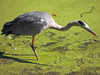 Heron