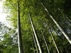 Big bamboo