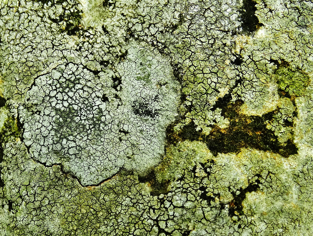 Lichen 3