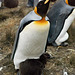 King Penguin and small chick, Volunteer Point, East Falkland, 1987