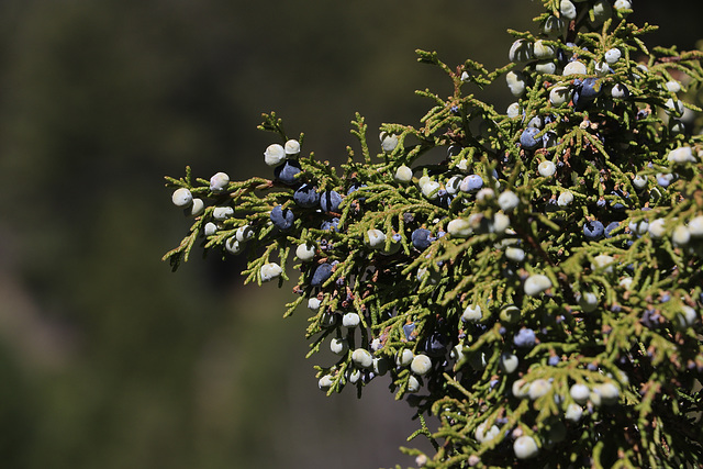 Rocky Mountain Juniper