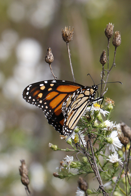 Monarch Butterfly