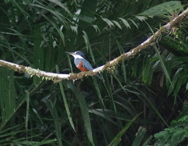 Ringed Kingfisher (female)