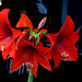 Amaryllis