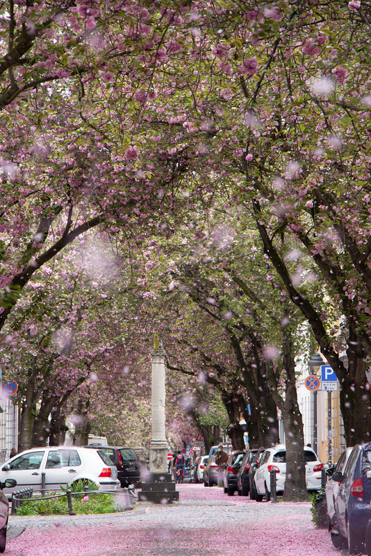 Bye Bye Kirschblüten