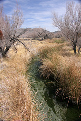 Ash Meadows