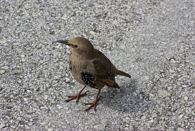 Juvenile Starling