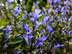 20220514 0907CPw [D~LIP] Salbei (Salvia memorosa), Bad Salzuflen