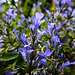 20220514 0907CPw [D~LIP] Salbei (Salvia memorosa), Bad Salzuflen