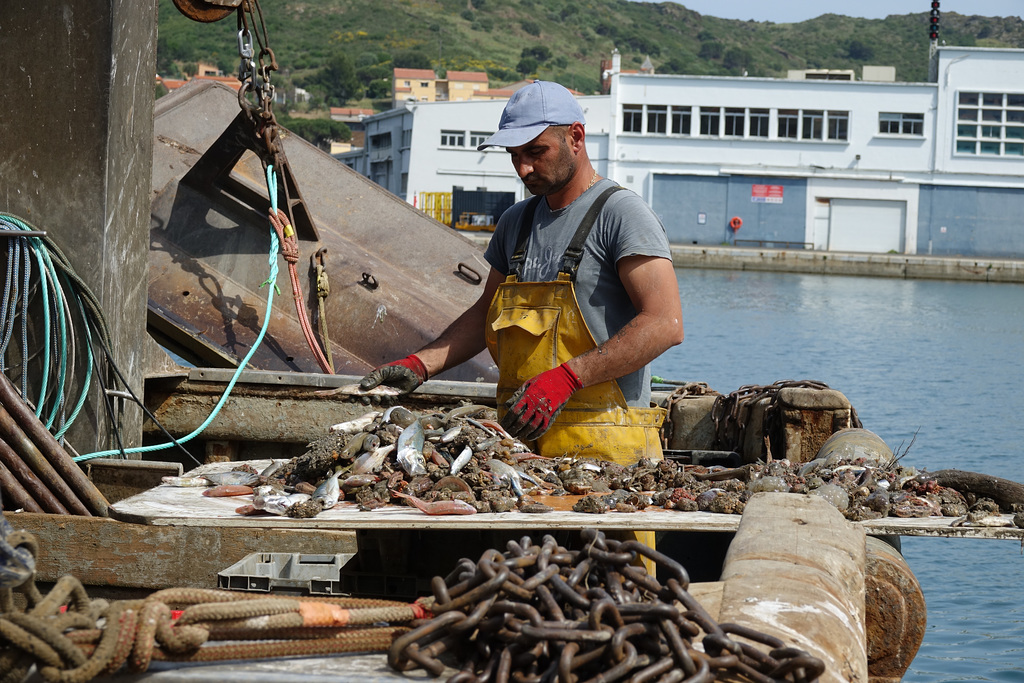 Trie de la pêche à Port Vendre