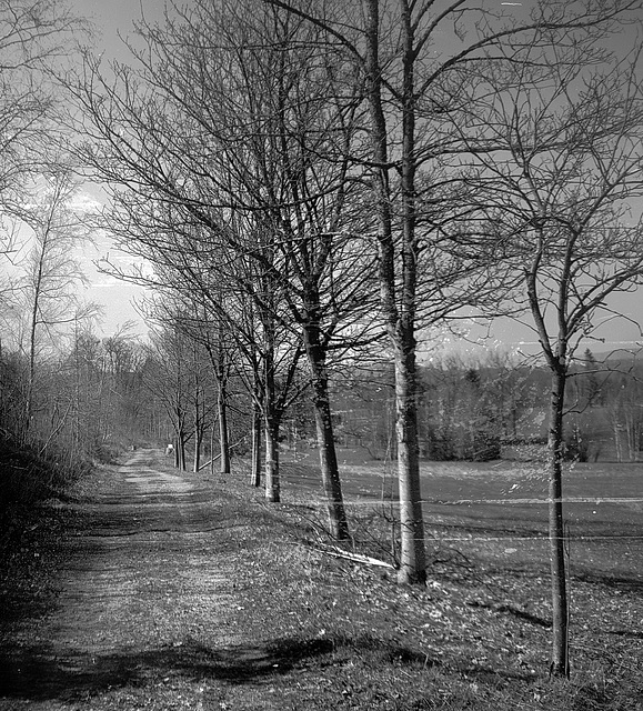 "Wald", Benneckenstein, Film