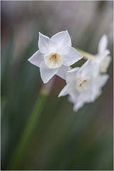 Jonquille - Osterglocke - Daffodil