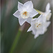 Jonquille - Osterglocke - Daffodil