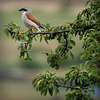 Pie-grièche écorcheur ♂ adulte plumage nuptial  ( Lanius collurio - Red-backed Shrike)