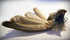 detail of a dead fowl