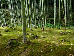 Bamboo fairyland