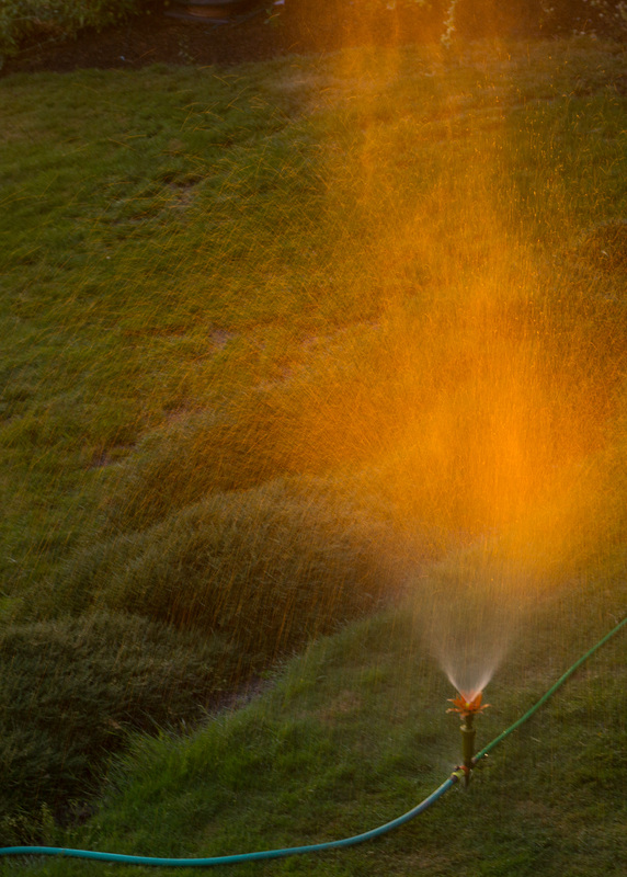 Sprinkler at sunset