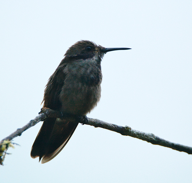 IMG 9596hummingbird