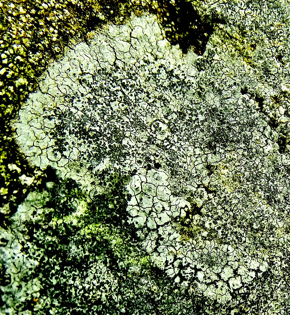 Lichen 2