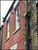 Cranham buddleia growing back