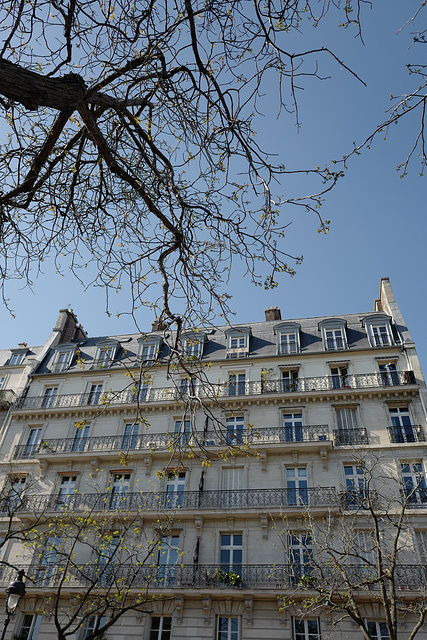 arbre et façade, tout petit boulevard Henri 4 au bout de l'île St Louis