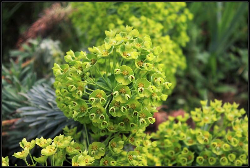 Euphorbia characias subp wulfenii (1)