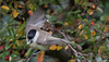 20151018 9403VRTw [D~RI] Weidenmeise (Poecile montanus), Rinteln