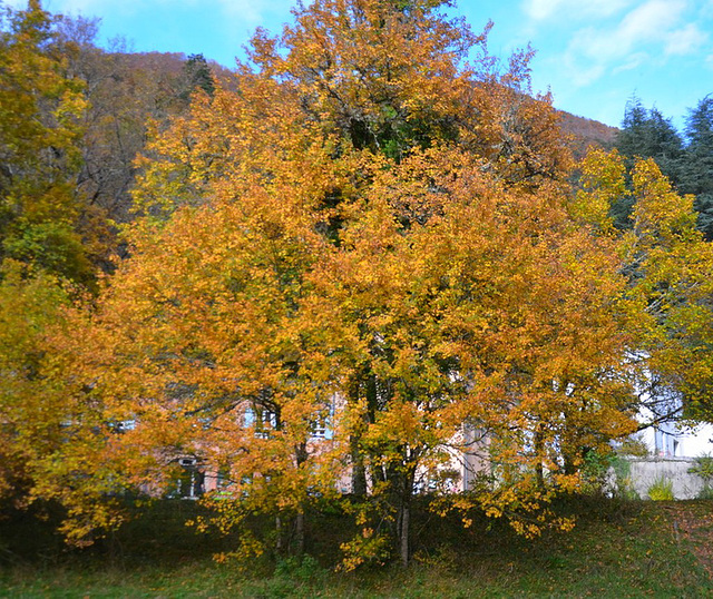 Automne**********à Saou (26)