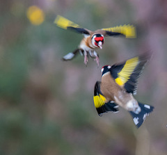 Goldfinch