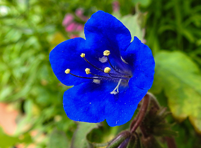 20220514 0912CPw [D~LIP] Glockenblumen-Büschelschön (Phacelia campanularia), Balkonpblume, Bad Salzuflen