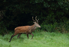 jeune cerf, avec les biches en visuel. (Oise)