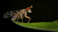 Die Gepunktete Hornfliege (Trypetoptera punctulata) ist eine Schönheit :)) The Spotted Horn Fly (Trypetoptera punctulata) is a beauty :)) La mouche des cornes tachetée (Trypetoptera punctulata) est une beauté :))