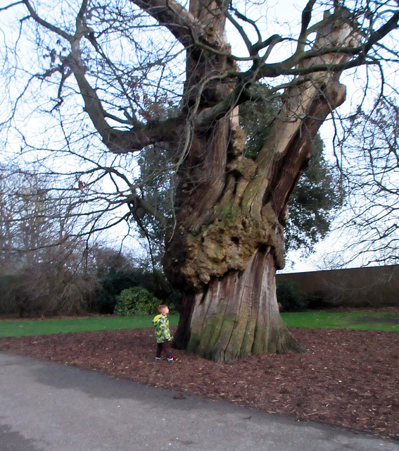 le plus gros arbre de Greenwich park