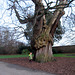 le plus gros arbre de Greenwich park