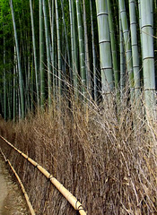 An exquisite fence of bamboo twigs