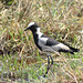 Armita vanelo. Okavango - Delto