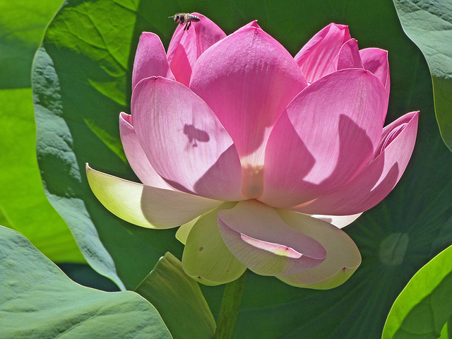 lotus