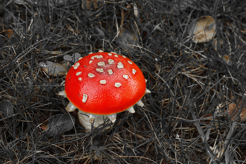 Evening mushroom