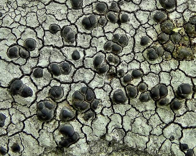 Lichen 1