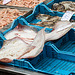 20160329 0817RVAw [R~I] Fischmarkt, Catania, Sizilien