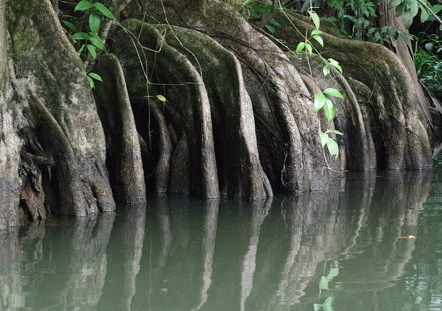 Buttresses