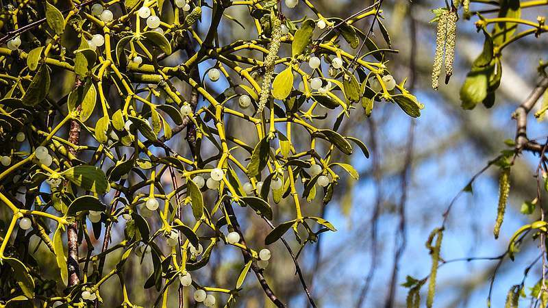 20190407 4555CPw [D~HVL] Laubholz.Mistel (Viscum album), Döbritzer Heide, Elstal