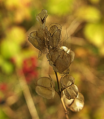 Seedheads Of Lace