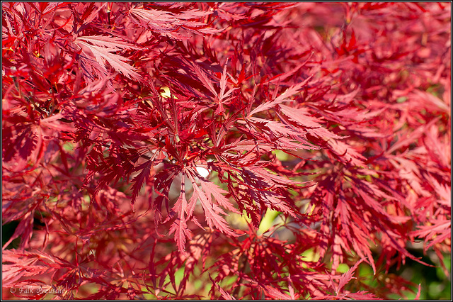 Rotes Laub