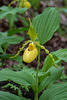 Cypripedium parviflorum var. pubescens (Large Yellow Lady's-slipper orchid)